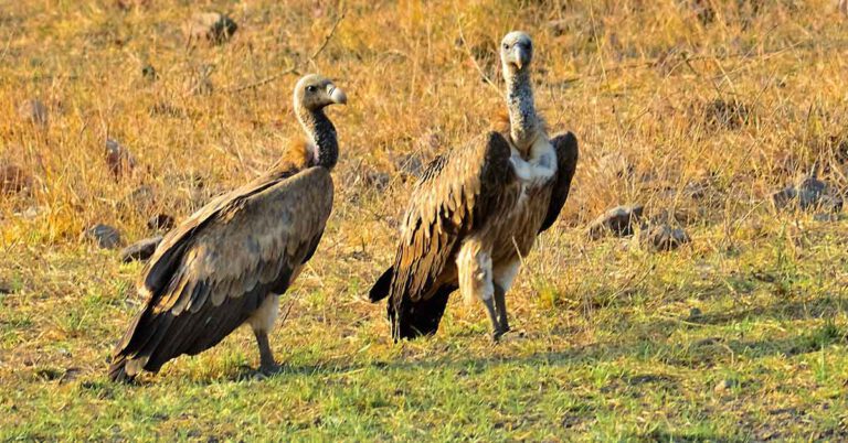 Rüyada Akbaba Görmek ve Anlamı