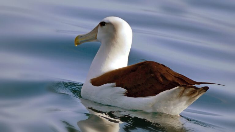 Rüyada Albatros Kuşu Görmek ve Anlamı