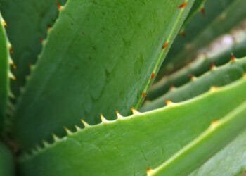 ruyada aloe vera gormek ve anlami 62a4602807f95