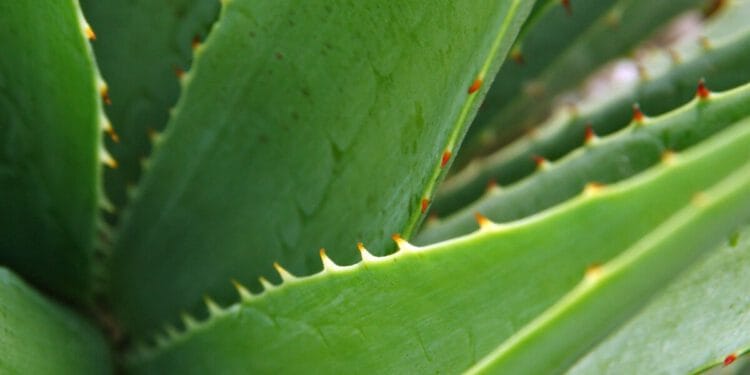 ruyada aloe vera gormek ve anlami 62a4602807f95
