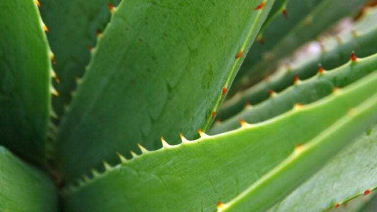 Rüyada Aloe Vera Görmek ve Anlamı