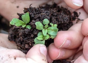 ruyada cicek tohumu gormek ve anlami 62a45aa55fb5c
