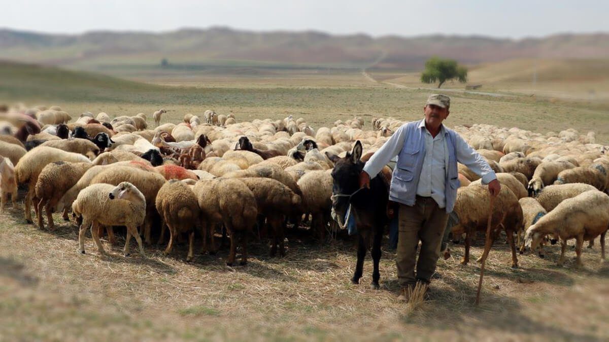 Rüyada Çoban Görmek ve Anlamı