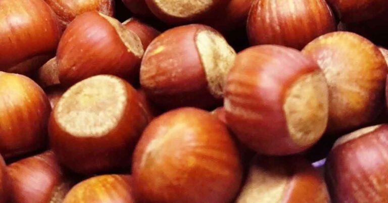 Rüyada Fındık Görmek ve Anlamı, Toplamak, Kırıp Yemek, Ne Demek Neye Yorumlanır?