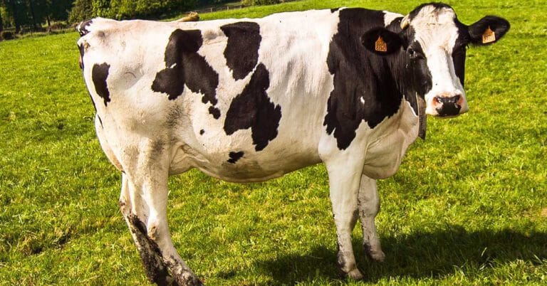 Rüyada İnek Görmek ve Anlamı