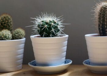 ruyada kaktus gormek ve anlami ne anlama gelir 62a4601a335f5