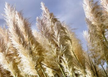 ruyada pampas gormek ve anlami 62a45ab91e066