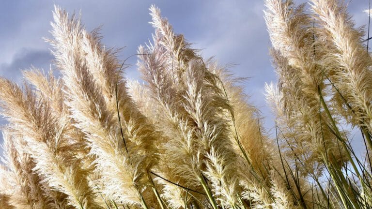 Rüyada Pampas Görmek ve Anlamı