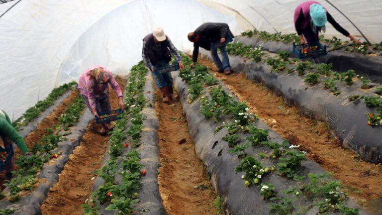 Rüyada Sera Görmek ve Anlamı