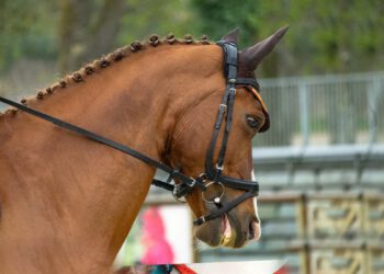 ruyada suvari gormek ve anlami 62a4683d6727a