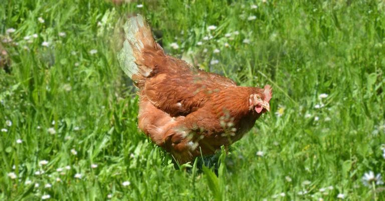 Rüyada Tavuk Görmek ve Anlamı