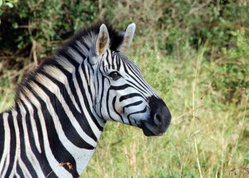ruyada zebra gormek ve anlami ne anlama gelir 62a465a7f3844